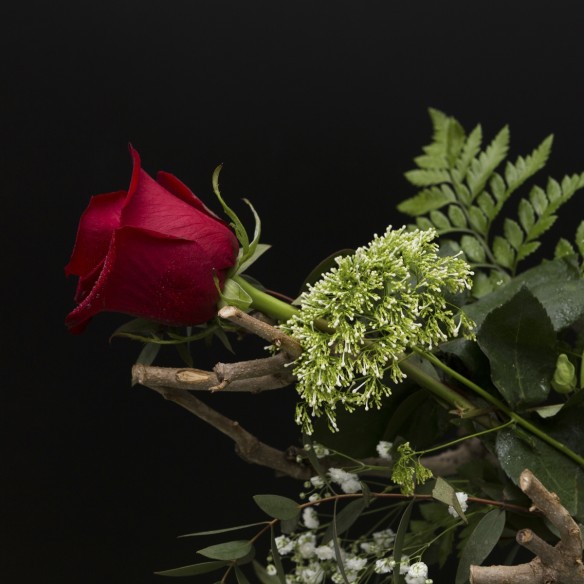 Rosa Individual Roja