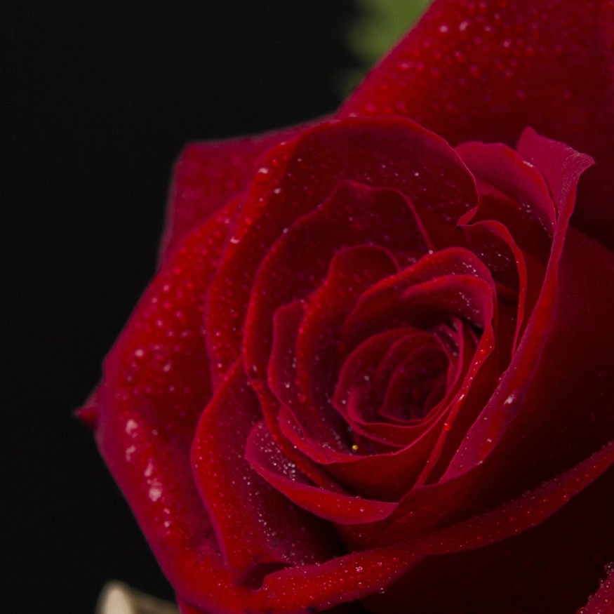 Rosa Individual Roja