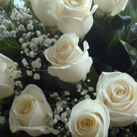 Rosa Individual Champagne