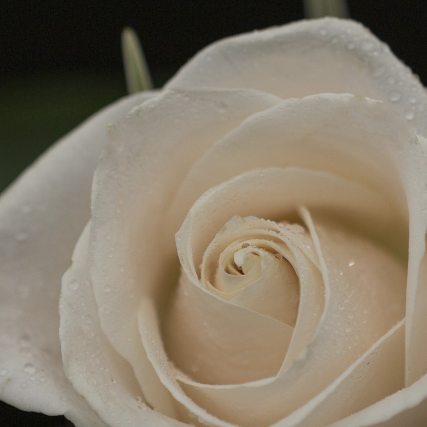 Rosa Individual Champagne