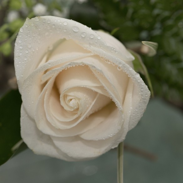 Rosa Individual Champagne