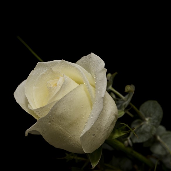 Rosa Individual Blanca