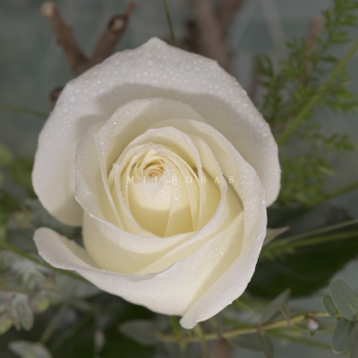Rosa Individual Blanca
