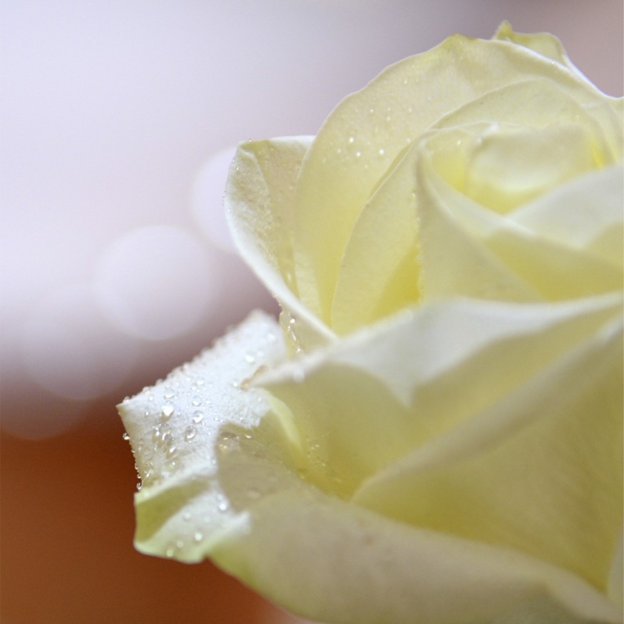 Rosa Individual Blanca