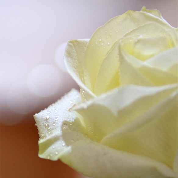 Rosa Individual Blanca