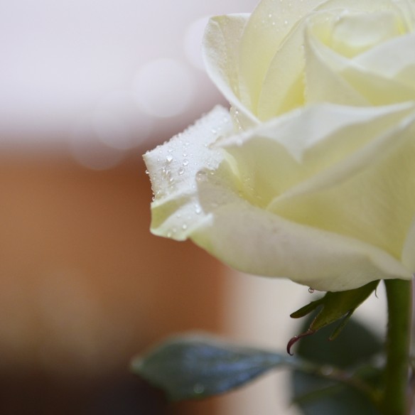 Rosa Individual Blanca
