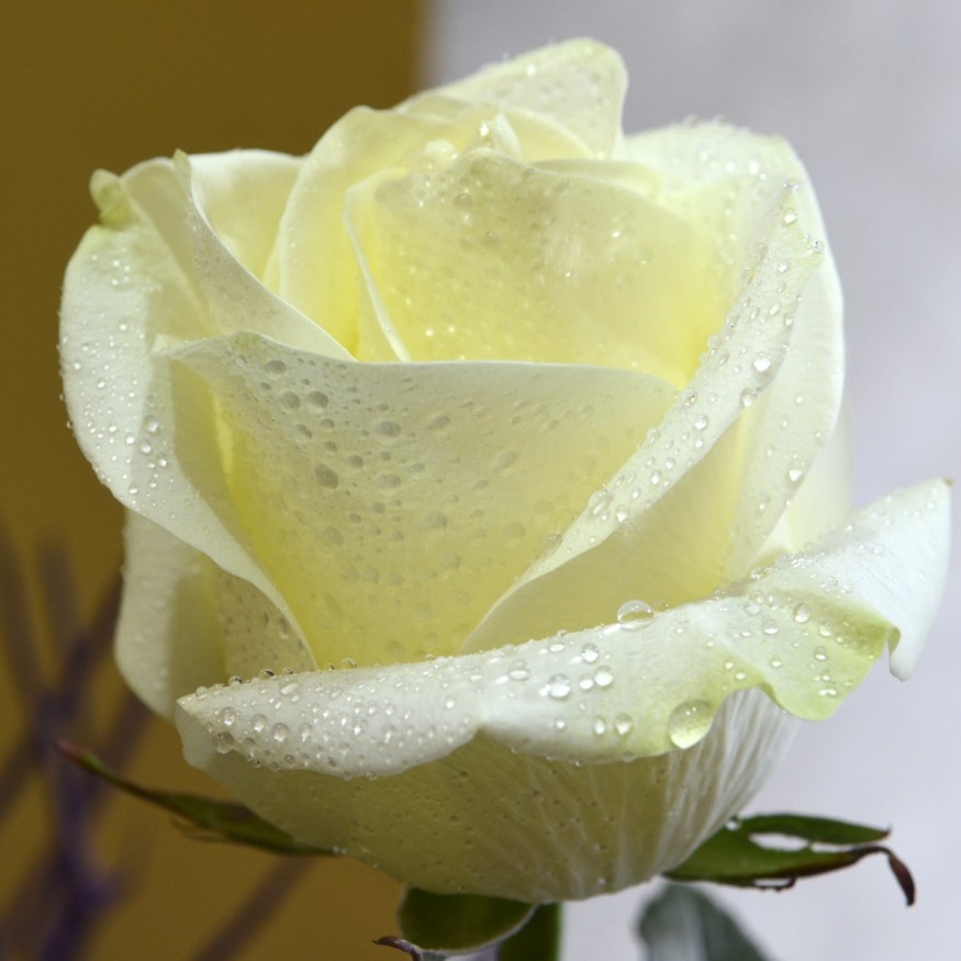 Rosa Individual Blanca