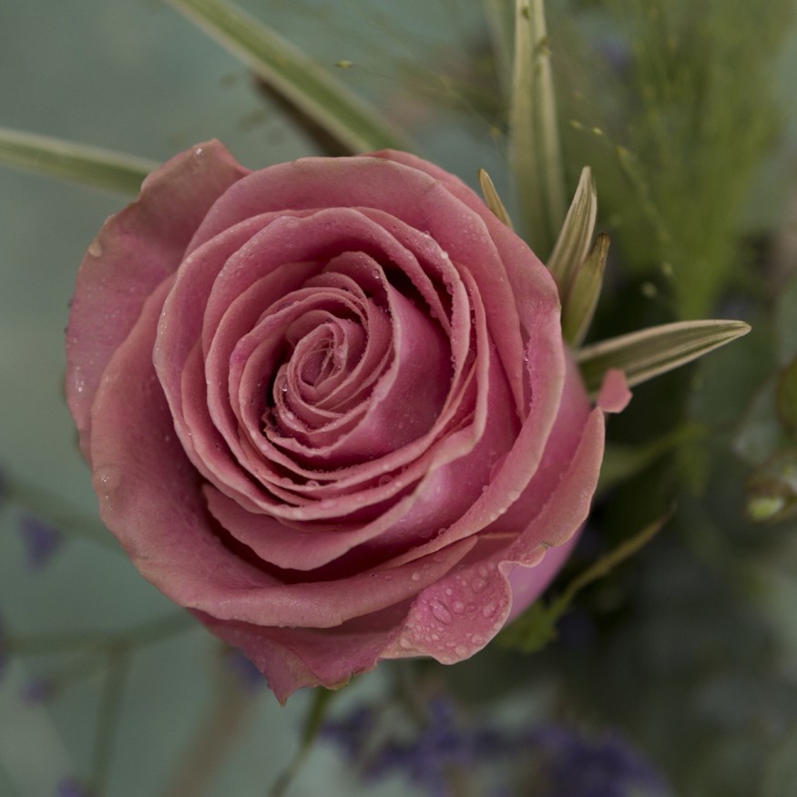 Rosa Individual Rosa Claro