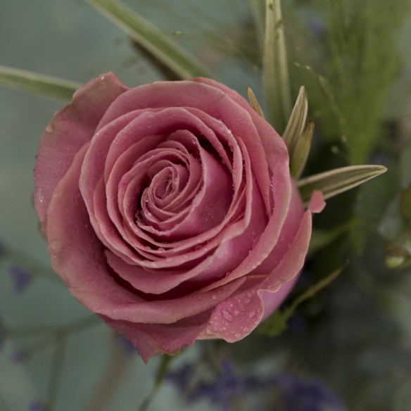 Rosa Individual Rosa Claro