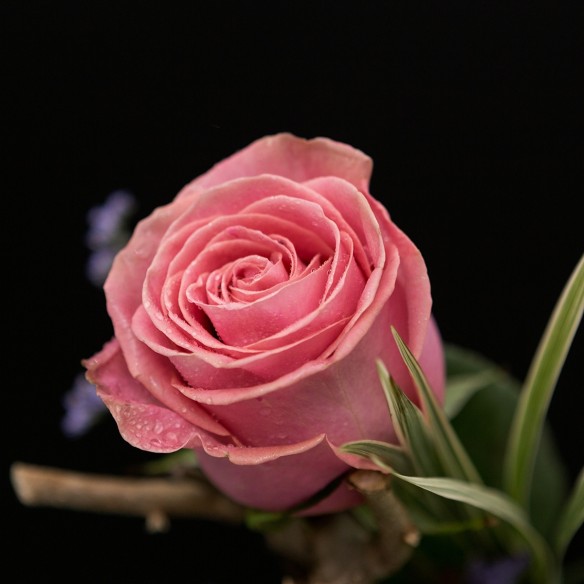 Rosa Individual Rosa Claro