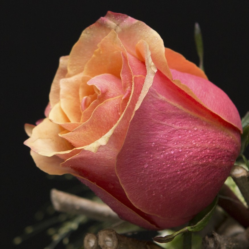 Rosa Individual Naranja