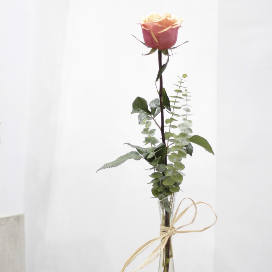 Rosa Individual Naranja