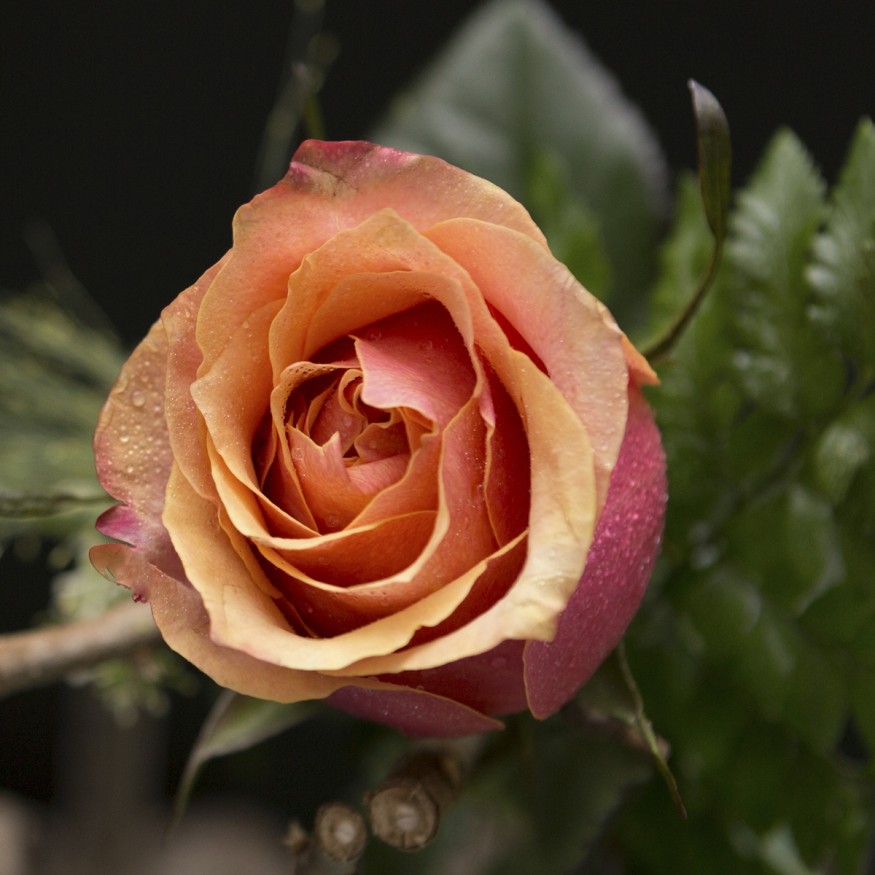 Rosa Individual Naranja