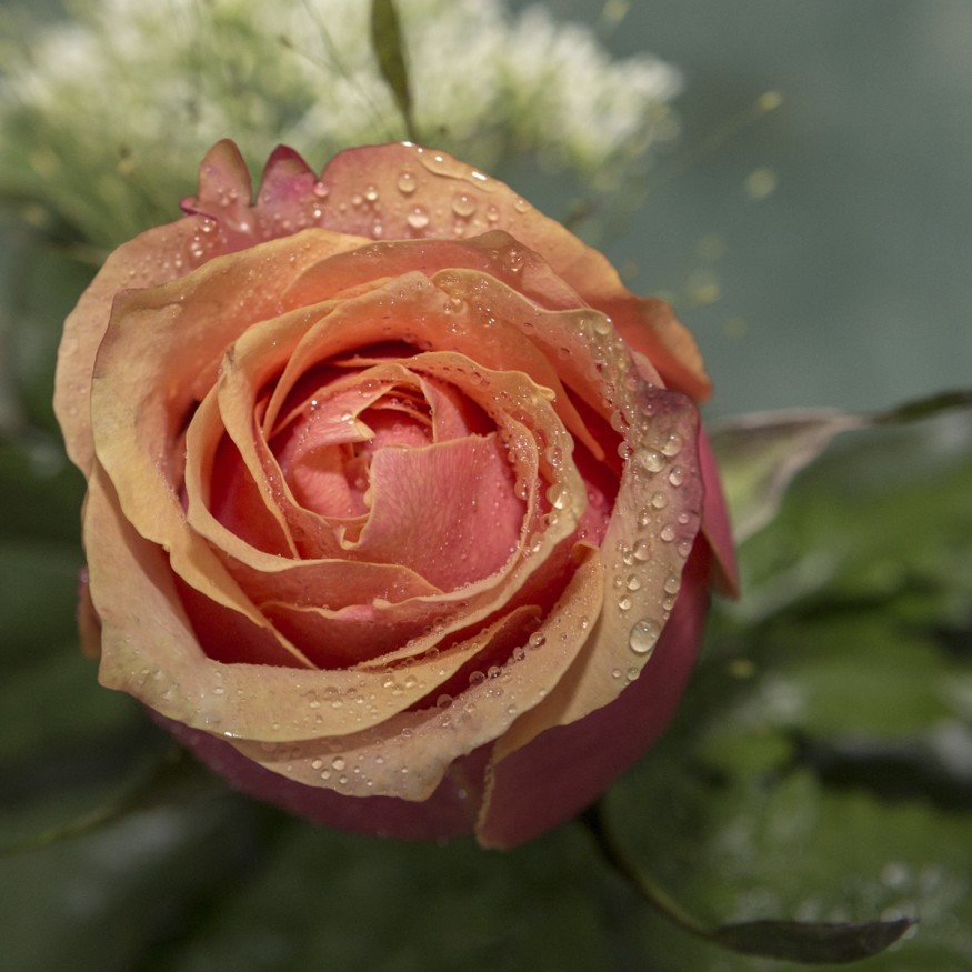 Rosa Individual Naranja