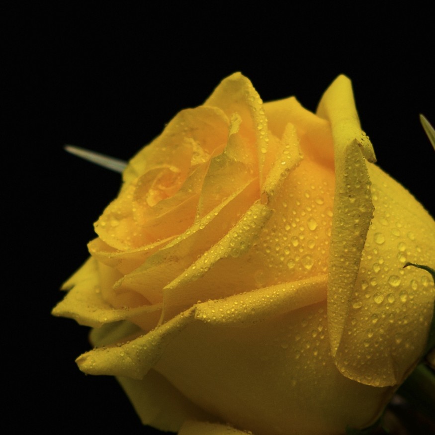 Rosa Individual Amarillo