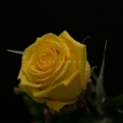 Rosa Individual Amarillo
