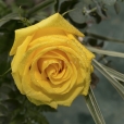 Rosa Individual Amarillo