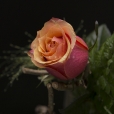 Rosa Individual Bicolor