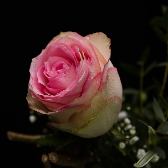 Rosa Individual Bicolor