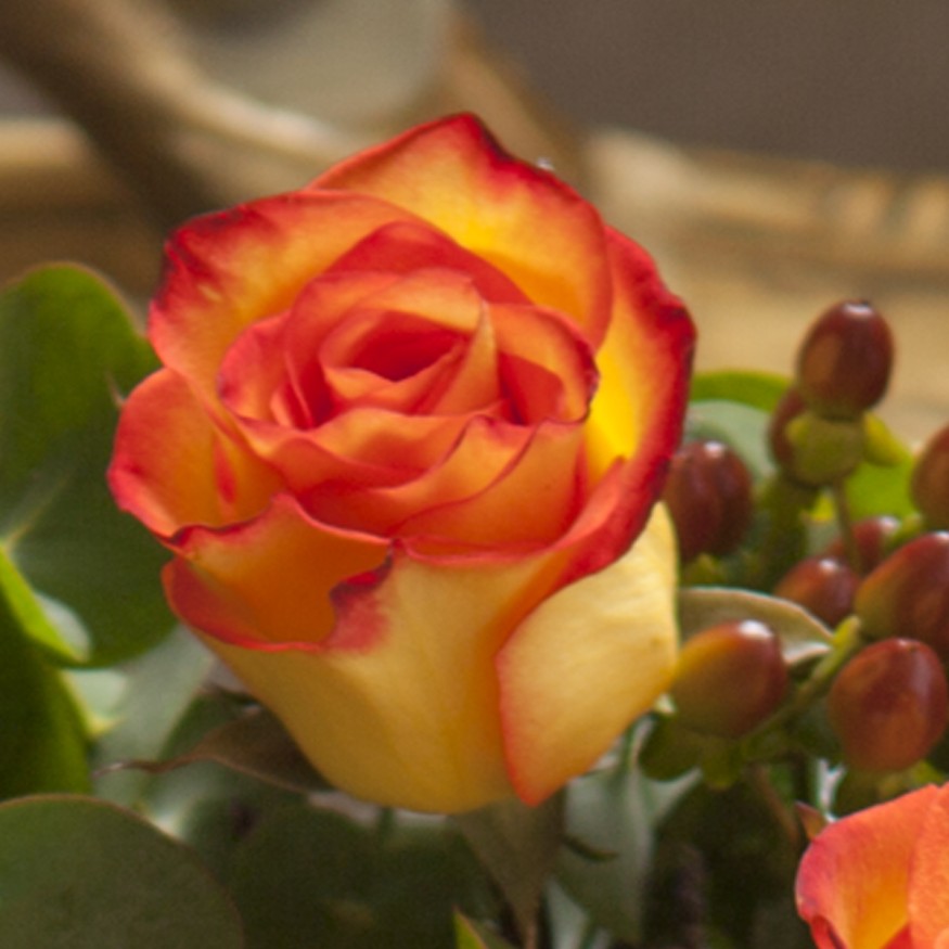 Rosa Individual Bicolor