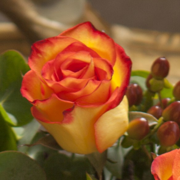 Rosa Individual Bicolor