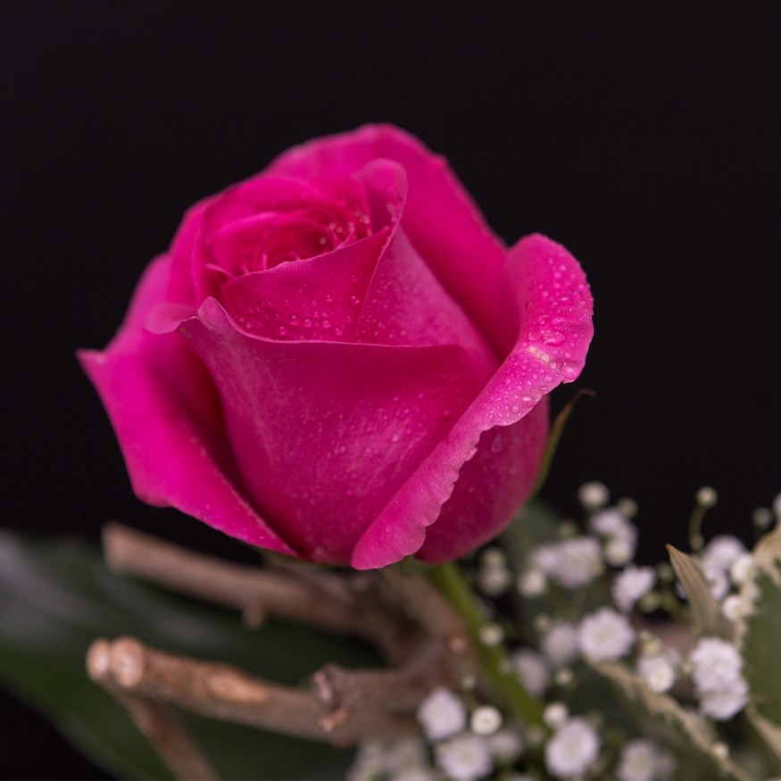 Rosa Individual Fucsia