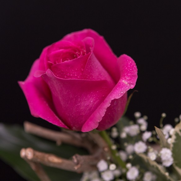Rosa Individual Fucsia