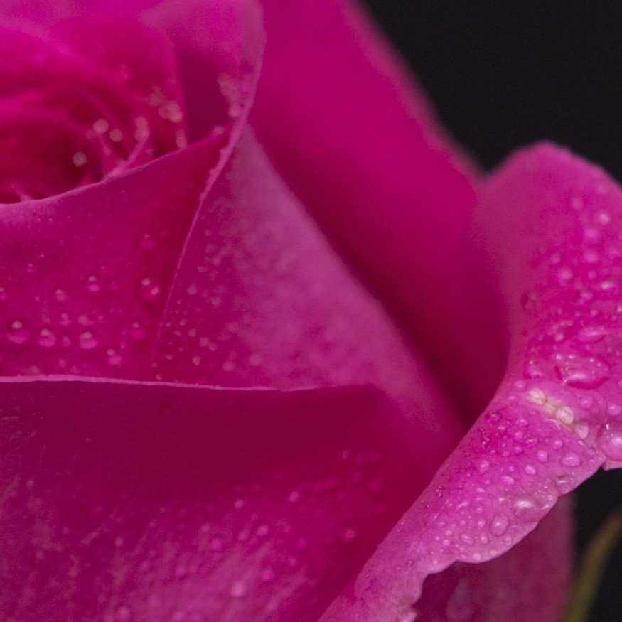 Rosa Individual Fucsia