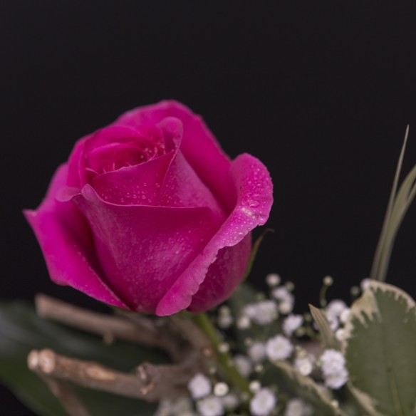 Rosa Individual Fucsia