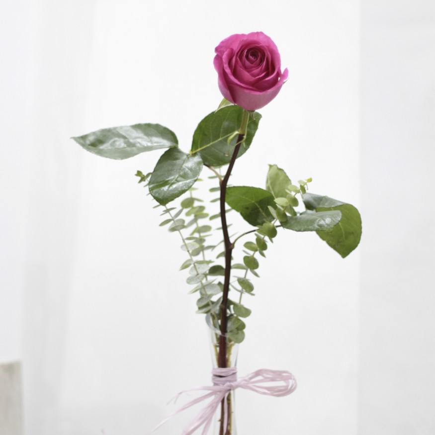 Rosa Individual Fucsia