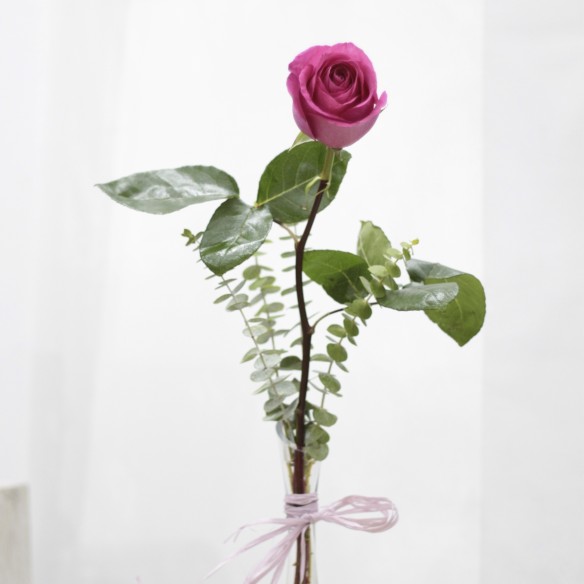 Rosa Individual Fucsia