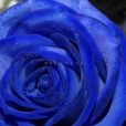 Rosa Individual Azul