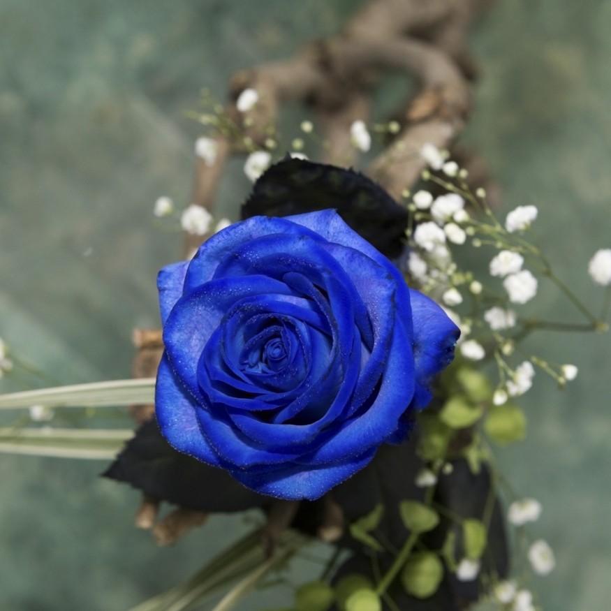 Rosa Individual Azul