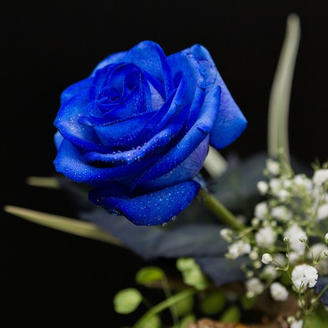 Rosa Individual Azul  (Fresca)