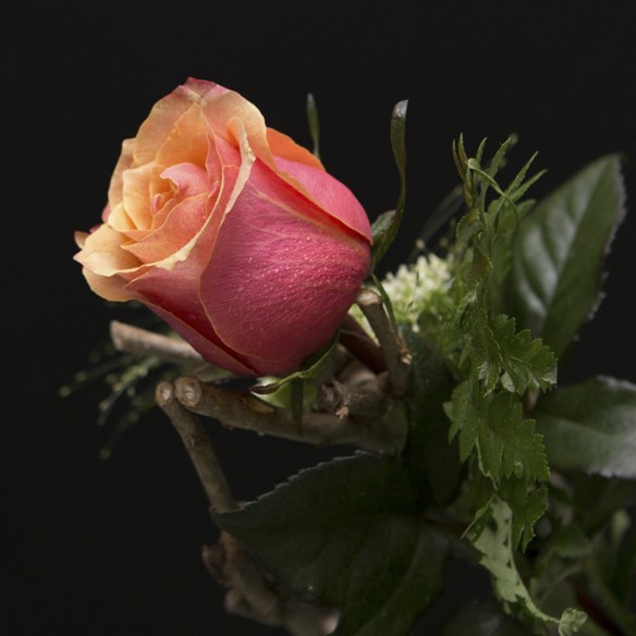 Rosa Individual Naranja