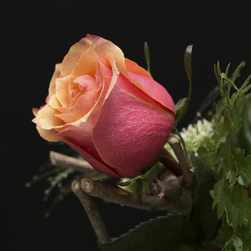 Rosa Individual Naranja