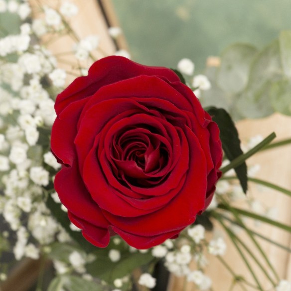 Rosa Individual Rojo Pasión