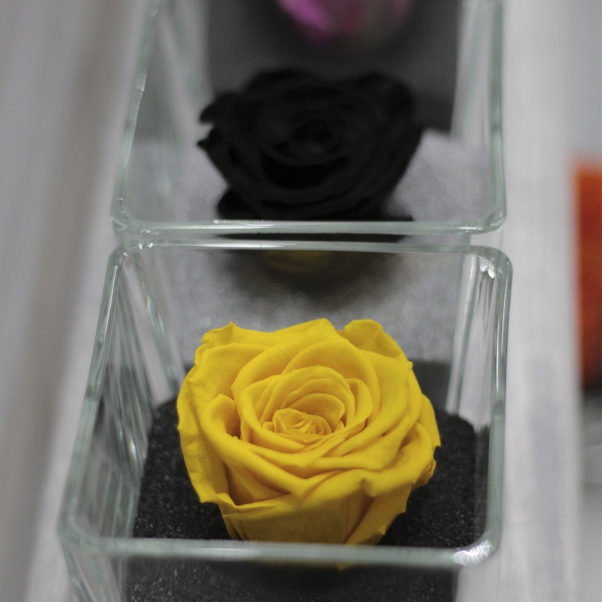 Perla Amarillo Vital