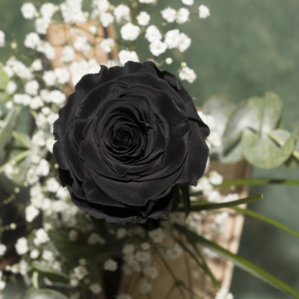 Rosa Individual Negro Puro