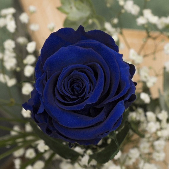 Rosa Individual Azul Intenso
