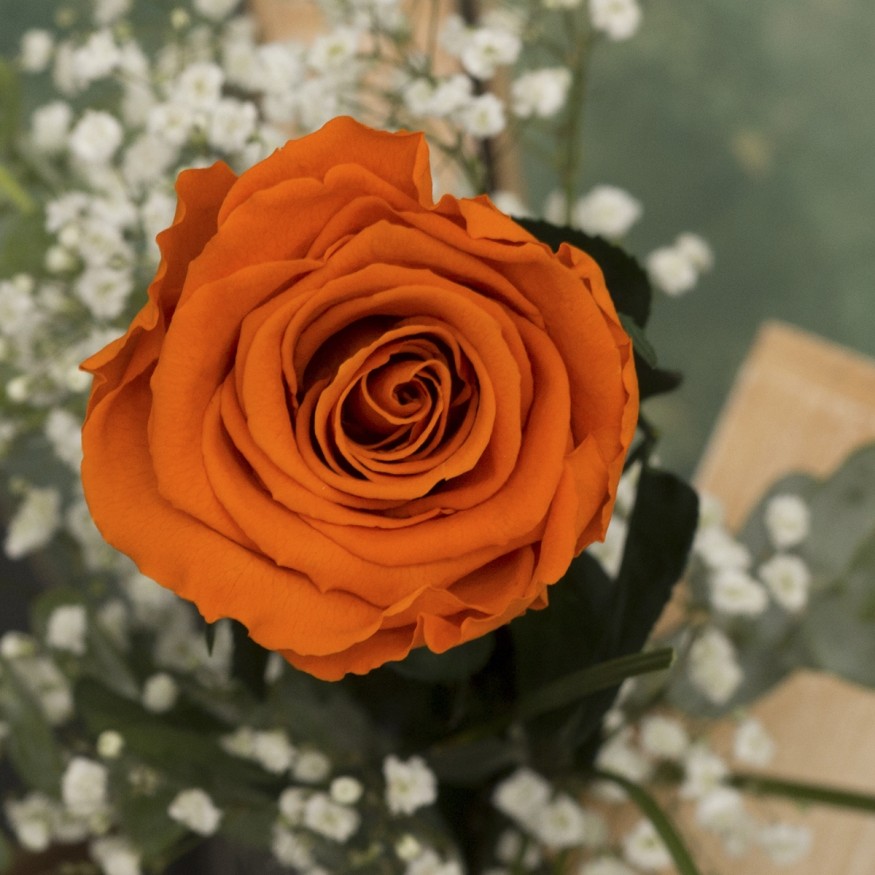 Rosa Individual Naranja Energy