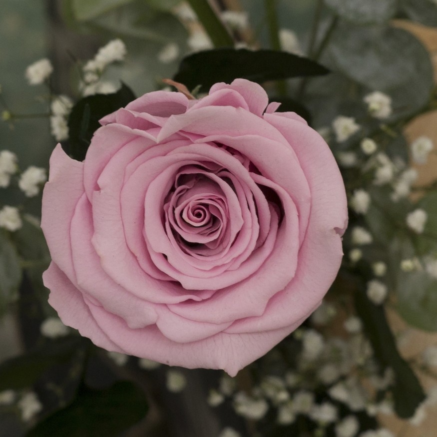 Rosa Individual Dulce Bebé