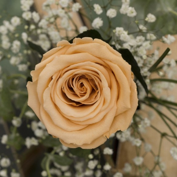 Rosa Individual Champagne Elegance