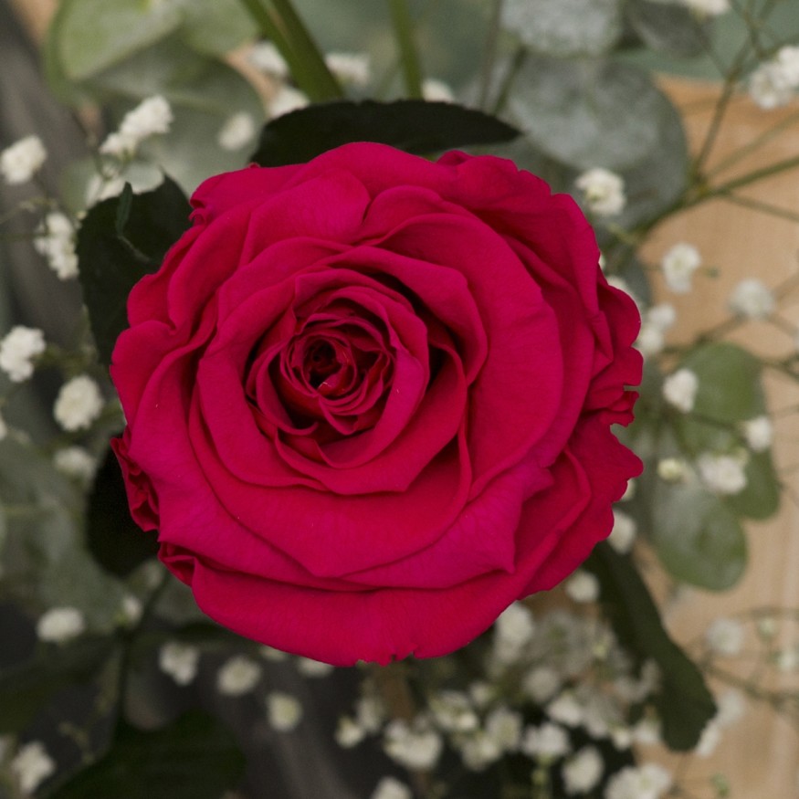 Rosa Individual Fucsia Bondad
