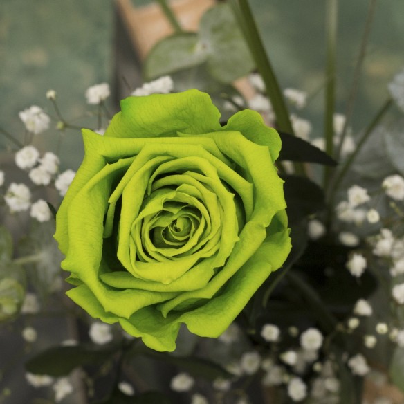 Rosa Individual Verde Esperanza