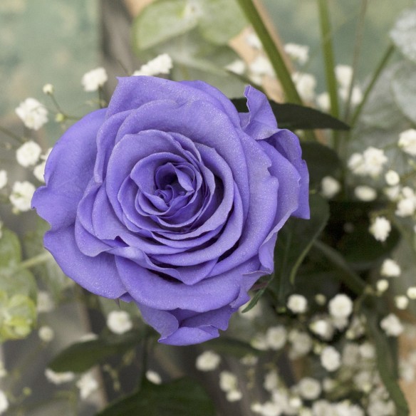 Rosa Individual Malva Calma