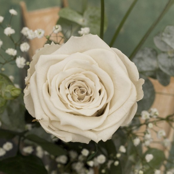 Rosa Individual Blanca Pureza