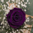 Rosa Individual Púrpura Magia