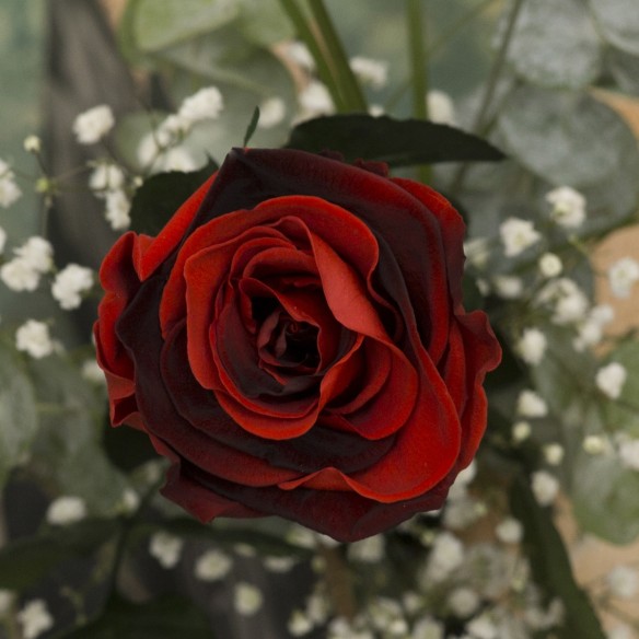 Rosa Individual Bicolor Misterio