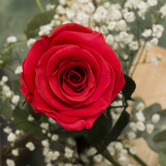 Rosa Individual Coral Amistad